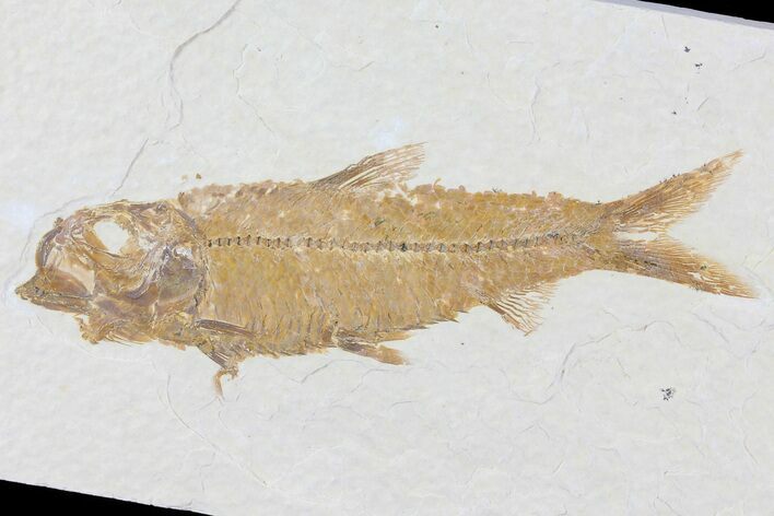 Knightia Fossil Fish - Wyoming #81462